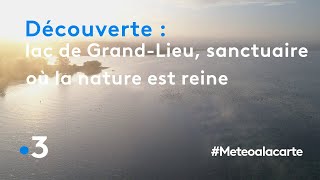 Découverte : le lac de Grand-Lieu, un sanctuaire où la nature est reine - Météo à la carte