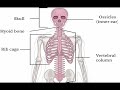 two minutes of anatomy axial skeleton