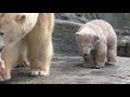 demonstration feeding for lynn and imaq the polar bears at copenhagen zoo denmark