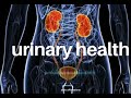 excellent urinary health u0026 bladder function―∎𝘢𝘶𝘥𝘪𝘰 𝘢𝘧𝘧𝘪𝘳𝘮𝘢𝘵𝘪𝘰𝘯𝘴