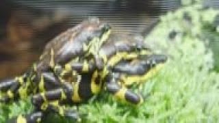 World's rarest toads bred in captivity out of Panama for first time