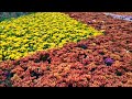 flowershow chennai semmozhipoonga trending youtube vedeo flowershow