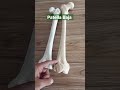 #Low Riding Patella ( Patella Baja) #draqilshah #viralvideos #viral #anatomy #youtubeshorts #shorts