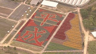 １５万本の花で描いた「平成」　鮮やかに　広島のゆり園