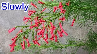 ABC TV | How To Make Firecracker Plant Paper (Slowly) - Craft Tutorial