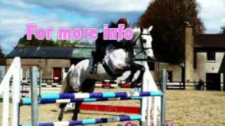 Almae Justice - 148 Pony for Sale