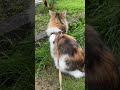 【お外大好き猫の日常】おさんぽ編 ノルウェージャンフォレストキャット 猫のいる暮らし cat