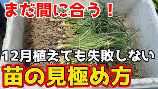 【たまねぎ】の苗植えはまだ間に合います！【家庭菜園】