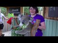 Koalas When Stupidity is a Survival Strategy