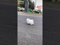 #cute dog from tiktok