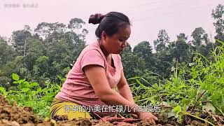 怀孕女子为赚取奶粉钱，在红薯地里工作，惨遭坏人惦记工资