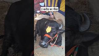 मेले में 2 करोड़ का भैंसा | Sonpur Mela 2024 #shorts #viral #buffalo #sonpur #sonpurmela #bihar#mela