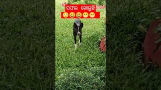 ଦେଖନ୍ତୁ କେମିତି ସଫଳ ଖୋଜୁଛି 🤨😁😳😃#funny #viral #viralshort #trend #comedy #reels #reels #shorts #short