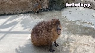 存在が癒し　カピバラ劇場　Relax　Capybara　love