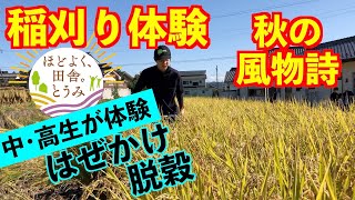 市内の田んぼで稲刈り体験！【秋の風物詩】