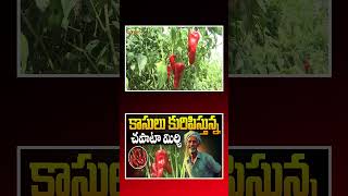 కాసులు కురిపిస్తున్న చపాటా మిర్చి #waranagal #chapatamirchi #mirchi #warangalfarmers #warangalnews