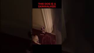 She Outsmart a SKINWALKER #urbanlegend #scary #skinwalker