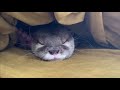 カワウソ コタロー　念願だった一緒の布団で添い寝　kotaro the otter will you sleep with me