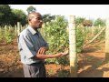 Example of seed crop production process in Uganda