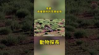 角鎖   兩隻跳羚的悲慘結局#神奇動物 #野生動物零距離