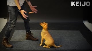 How Dogs React to Levitating Wiener