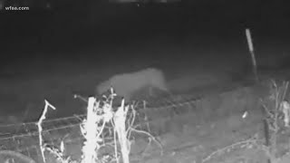 'It's National Geographic in here': Mountain lion spotted in Rowlett, Texas