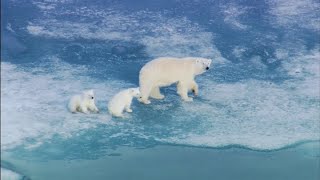 Tundra Connections Virtual Field Trip: Experience Polar Bears