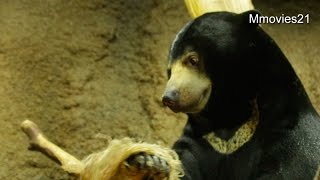 Amazing! Malayan Sun Bear is destroying the wall〜壁を破壊!マレーグマのウメキチ