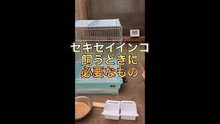 【インコの飼い方】セキセイインコを飼うときに必要なもの