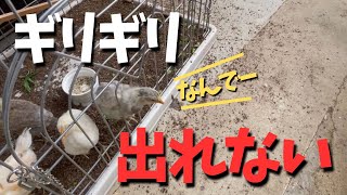 ひよこの新しいゲージを用意しました【ひよこ飼育】　#7