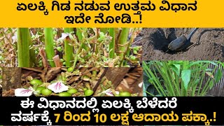 ಏಲಕ್ಕಿ ಬೆಳೆ ಬೆಳೆಯುವ ಉತ್ತಮ ವಿಧಾನ |ಈ ವಿಧಾನದಲ್ಲಿ ಬೆಳೆದರೆ ವರ್ಷಕ್ಕೆ 7 ರಿಂದ 10 ಲಕ್ಷ ಆದಾಯ ಪಕ್ಕ..