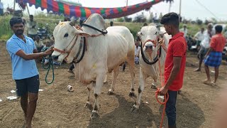 మూడురాళ్లపల్లి 6పల్లవిభాగం 3వ జత,గోన.నర్సింహారెడ్డి గారు,కోటకందుకూరు,ఆళ్ళగడ్డ మండలం,నంద్యాల జిల్లా