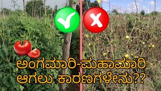 Why Farmers are not able to control LATE BLIGHT effectively|ಅಂಗಮಾರಿ ಹತೋಟಿ  ಆಗದಿರುವುದಕ್ಕೆ ಕಾರಣಗಳು