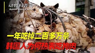 一年吃掉二百多万条，，韩国人为何热衷吃狗肉