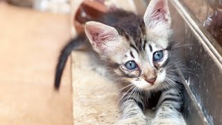 Heartwarming Moments of a Cute Kittens Meowing On a Purr-fect Day in the Life ! ☀️