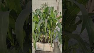 Growing Strong🌱 This young corn plant is on its way to a fresh, homegrown harvest! #TerraceGardening