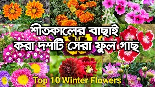 এখনো ভাবছেন শীতকালে কি কি ফুল গাছ করবেন ?  কি কি গাছ কিনবেন ? কিভাবে করবেন ? || Top Winter Flowers