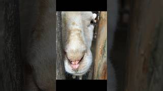 ピンクのお鼻が可愛い羊のあおばちゃん　#こども動物園高島平分園