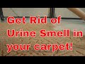 How To Get Rid Of Urine Smell In Carpet [Detailed Guide]