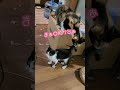 【猫】子猫のハチワレ猫を入居審査する三毛猫のミキちゃん【癒し】 shorts