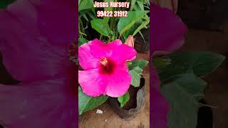 அழகிய செம்பருத்தி பூ செடிகள் #trendingshorts #houseplant #houseplants #garden #indoorplantnursery