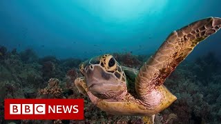 Efforts to pass global ocean protection treaty fail - BBC News