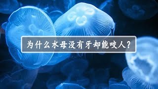 为什么水母没有牙，却能够“咬”人呢？