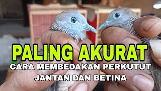 Cara membadakan perkutut jantan dan betina paling akurat