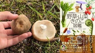 山菜・きのこの図鑑を出版します［茸本朗さんと共同］　後半は普通にきのこ狩り