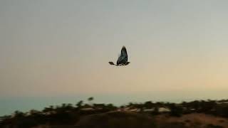 A short flight of my Carbonsail ornithopter