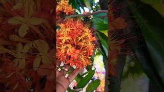 Ashok flowers #garden #flowers #youtubeshorts #shortsfeed #shorts