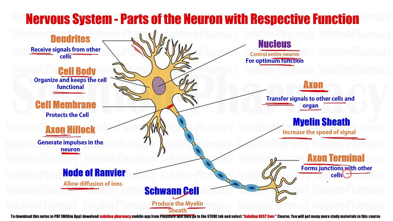 Anatomy & Physiology (71) Structure Of Neuron | Structure & Function Of ...