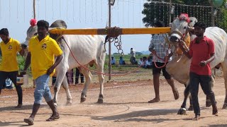 నాదెండ్ల బండ లాగుడు పోటీలలో 6 పళ్ళు విభాగంలో 3వ జత