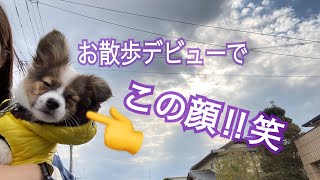 お散歩デビュー？！子犬【パピヨン】